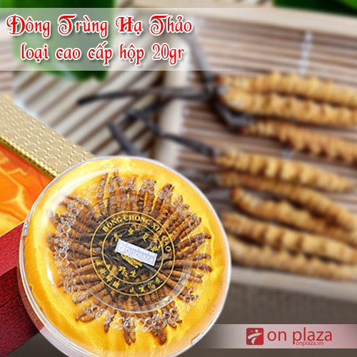 Đông trùng hạ thảo là quà biếu sang trọng được nhiều lựa chọn tặng sếp