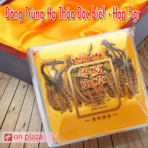 đông trùng hạ thảo nguyên con